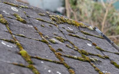 Things That Can Harm Your Roof